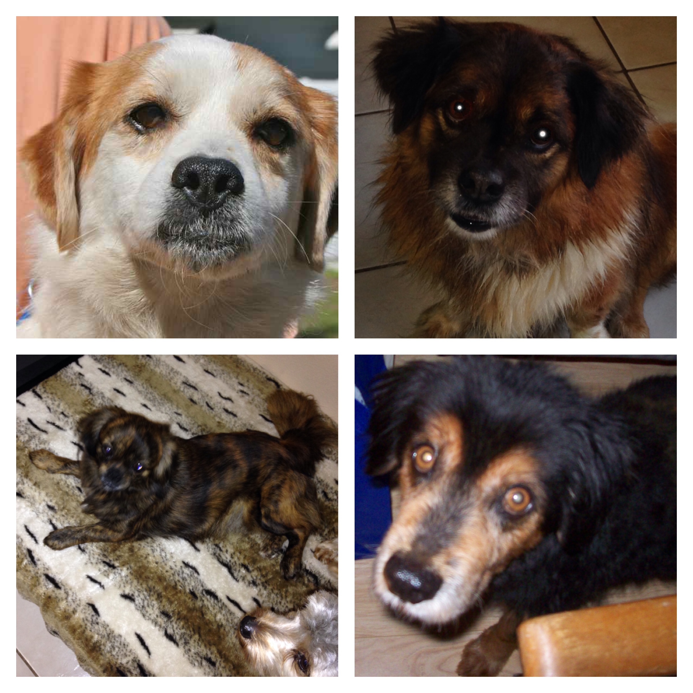 Photo 5 from COMMUNITY ANIMAL RESCUE AND EDUCATION INC